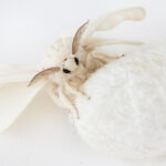 Cocoon game